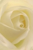 Nestled deep within the petals of this cream-white rose, you are transported to a place of soft serenity-imagine the sensation of morning dew in a quiet West Drayton garden. The spiral unfurling of each petal is highlighted by luminous, gentle shadows, as if the bloom absorbs the calm of the local landscape, from The Green to the riverside walkways. The rose's beauty lies in both its sculpted form and the interplay of light, inviting contemplation and the comforting emotion of a heartfelt gesture. Each petal's whisper-light texture suggests purity and resilience, while the imagined sweetness of its fragrance lingers, subtle and true. For any occasion-sympathy, new beginnings, or admiration-this rose, designed and arranged by the skilled hands of West Drayton's florists, captures the tender emotion and artistry that mark all special floral deliveries here. It stands as a gentle symbol, bringing comfort and hope to every home it graces within the community.